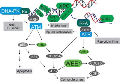 Editorial: Targeting DNA repair and the DNA damage response: Beyond the standard PI3 kinase-like kinases